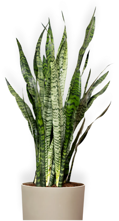 Decorative indoor plant beside Well Infused client testimonials