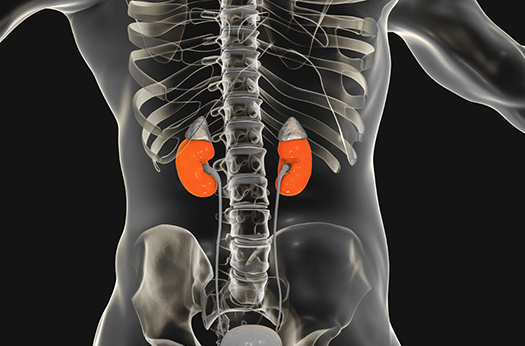 Kidney image representing detoxification biomarkers in functional lab testing