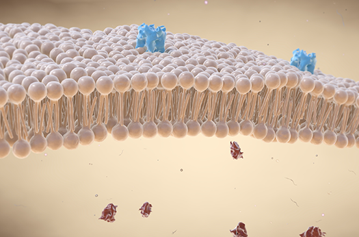 Cell membrane image representing heart and lipid health biomarkers